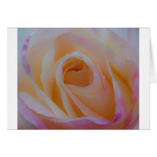 Princesse Diana Rose