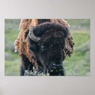 Print: Bison Portrait Poster