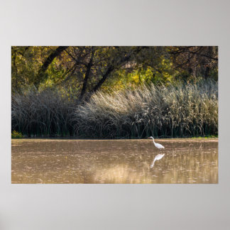 Print: Egret Hunting In Pond 2 Poster