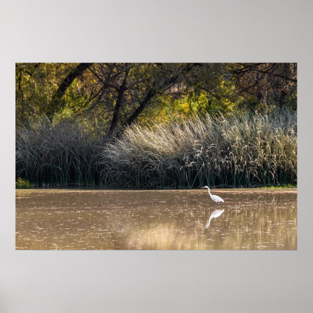 Print: Egret Hunting In Pond 2 Poster (Front)
