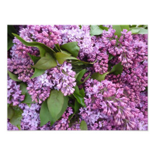 PRINT - Lilacs in Spring - France