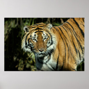 Print: Malayan Tiger Poster
