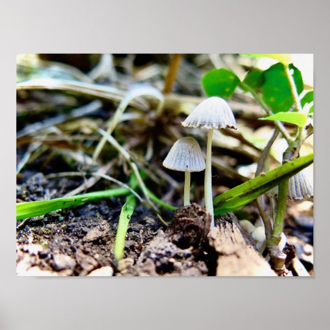 Print, Value Poster Paper (Matte) (Front)