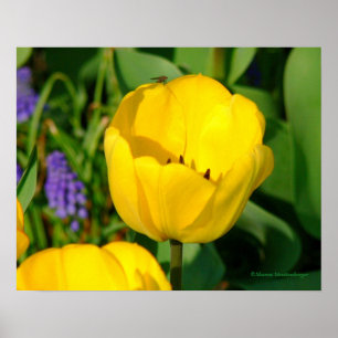 print,  YELLOW TULIPS,PURPLE HYACINTHS,GREEN FOLIA Poster