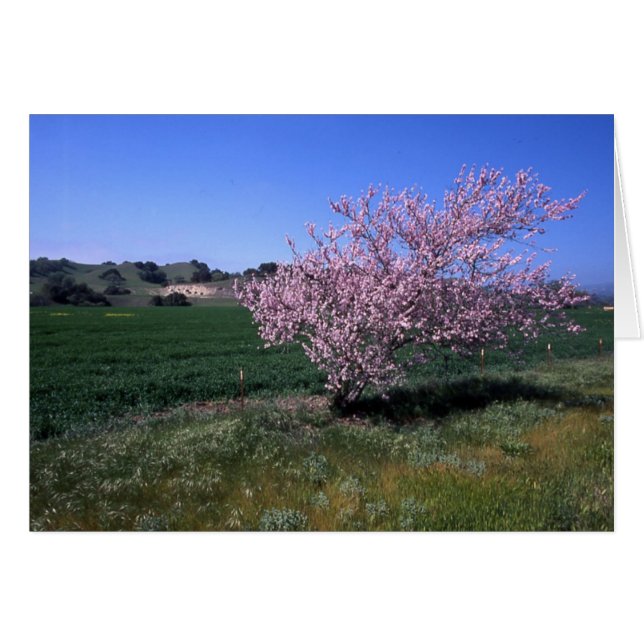 "Printemps" (Devant horizontal)