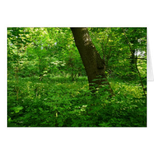 Printemps dans les bois