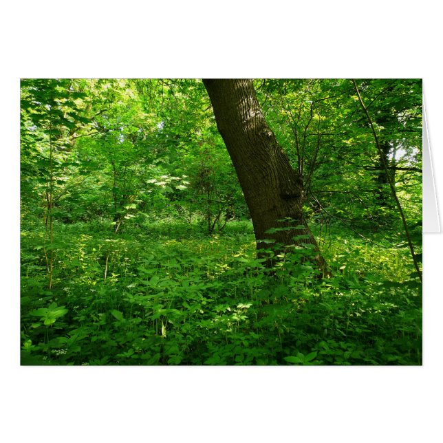 Printemps dans les bois (Devant horizontal)