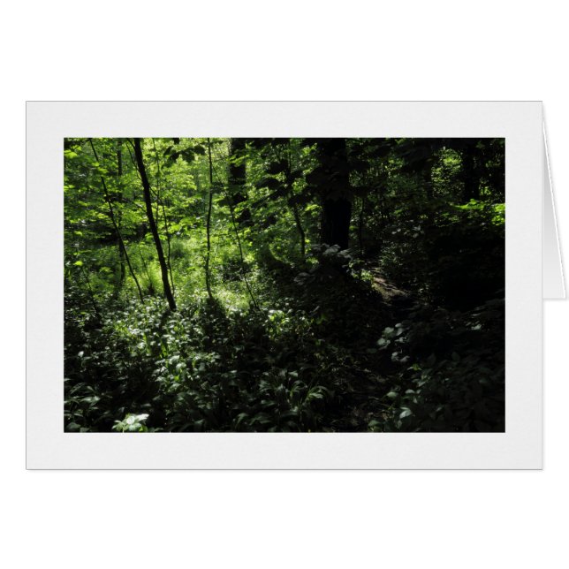 Printemps dans les bois 05 (frontière) (Devant horizontal)