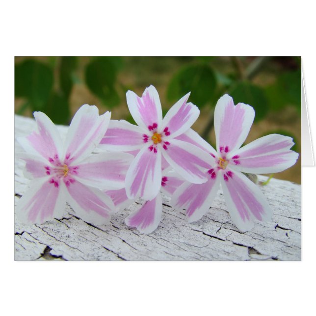 printemps etoile (Front Horizontal)
