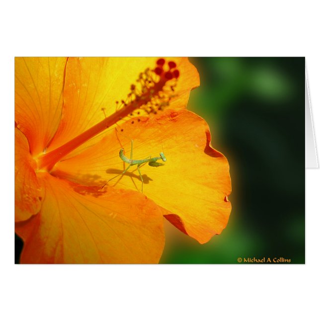 Prions (Devant horizontal)