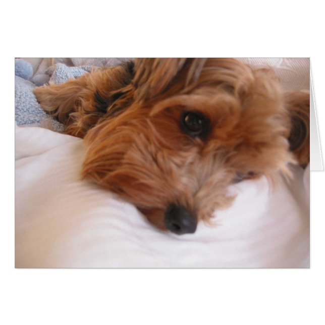 Priscilla (Devant horizontal)