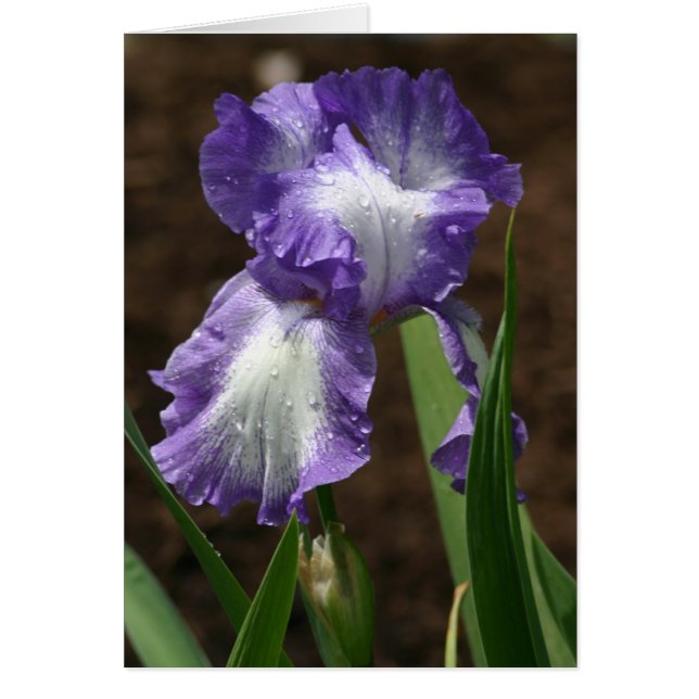 Prize Iris (Front)
