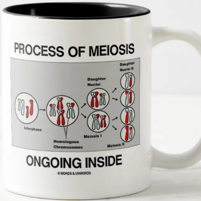 Process Of Meiosis Ongoing Inside Two-Tone Coffee Mug (Mug for any biology major, biology teacher, or cell biologist featuring the process of meiosis)