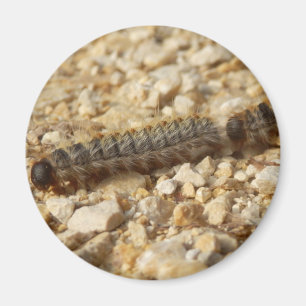 Processionary Caterpillars Magnet