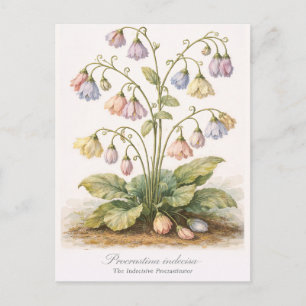 Procrastina indecisa The Indecisive Procrastinator Postcard