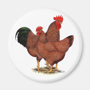 Production Red Chickens Magnet