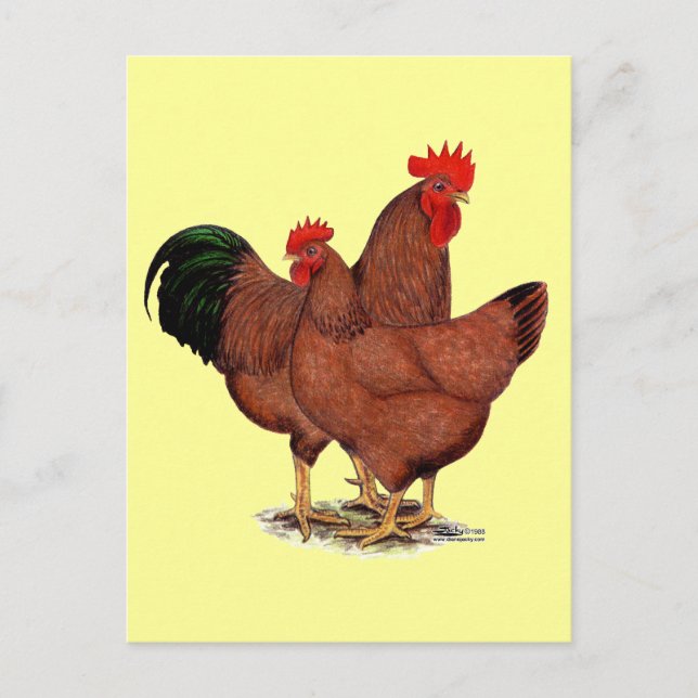 Production Red Chickens Postcard (Front)