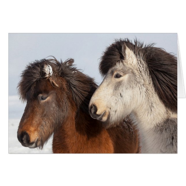 Profil de cheval islandais, Islande (Devant horizontal)