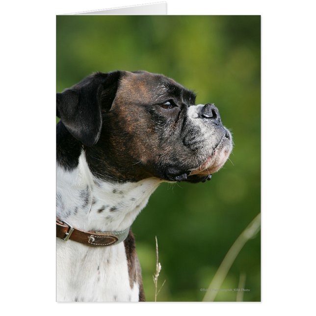 Profil de chien de boxe (Devant)