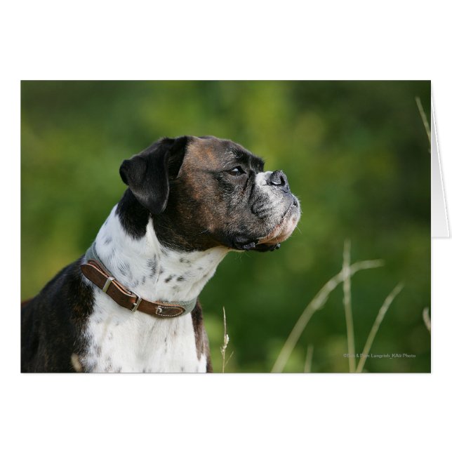 Profil de chien de boxe (Devant horizontal)