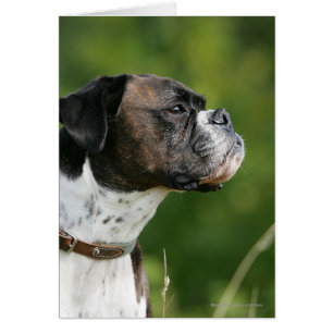 Profil de chien de boxeur
