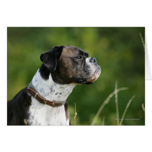 Profil de chien de boxeur