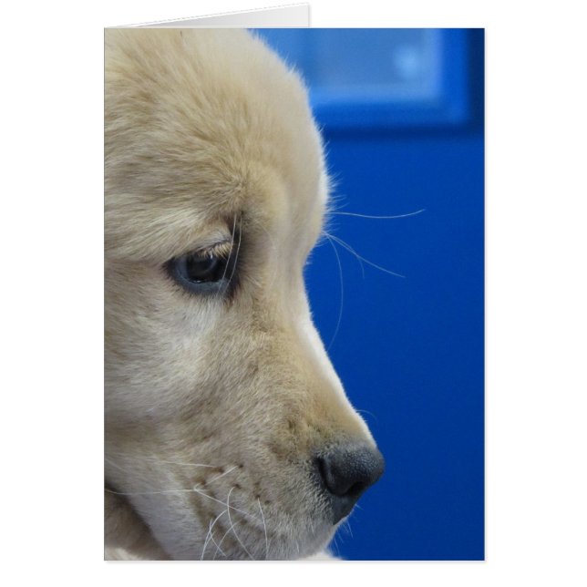 Profil de chiot de couleur (Devant)