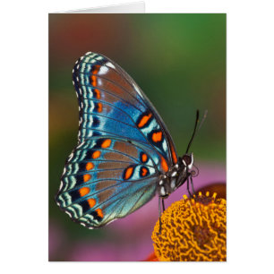 Profil de papillon sur une fleur