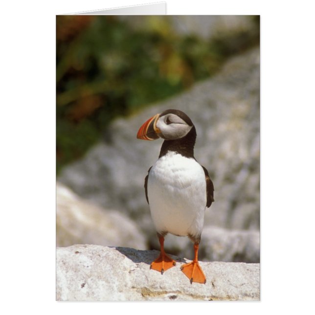 Profil de Puffin de l'Atlantique (Devant)