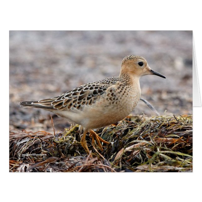 Profil d'un bécasseau à poils cassés à la plage (Devant horizontal)