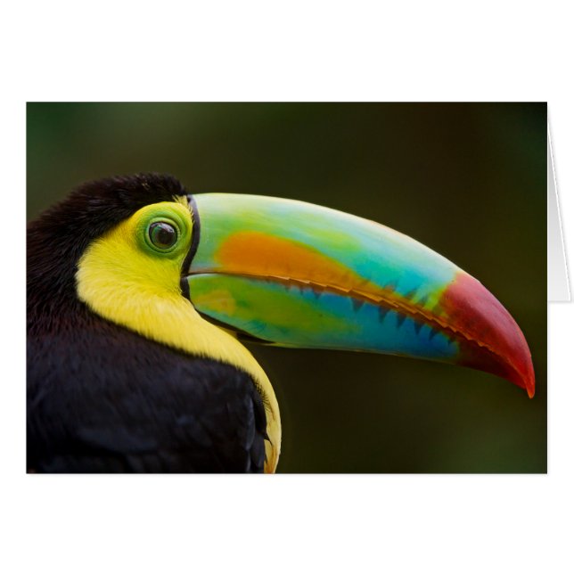 Profil d'un toucan Quille-affiché (Devant horizontal)