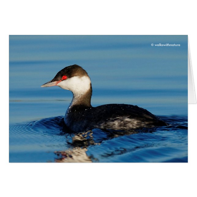 Profil d'une Grebe à cornes (Devant horizontal)