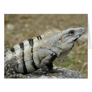 Profil Iguana