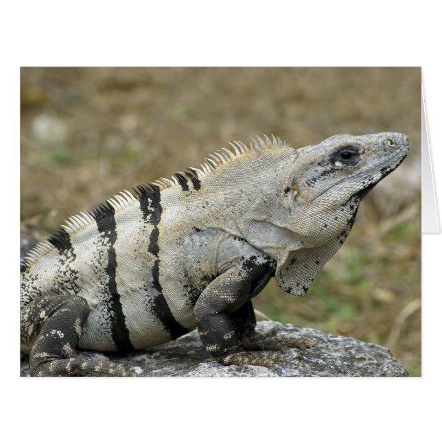 Profil Iguana (Devant horizontal)