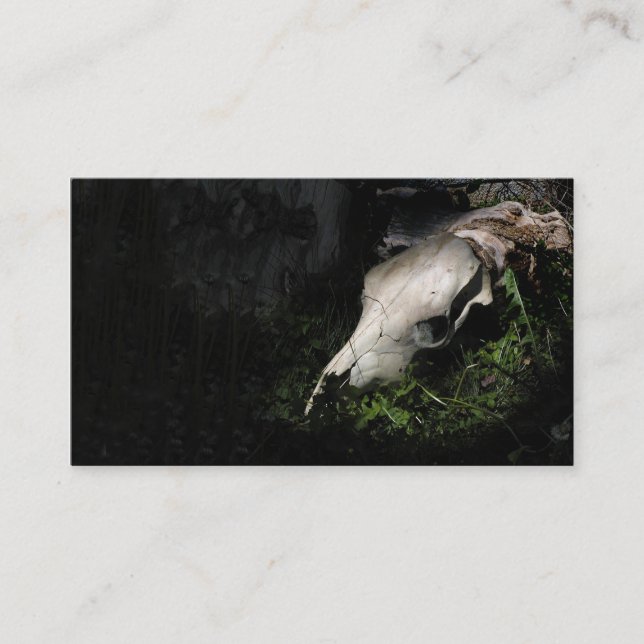 Profil ou carte de visite de crâne de vache (Devant)