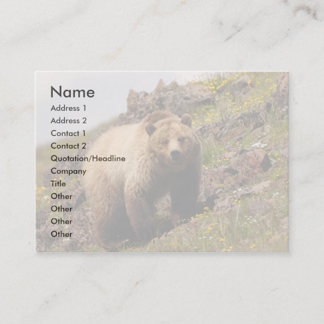 profil ou carte de visite, ours gris (Devant)