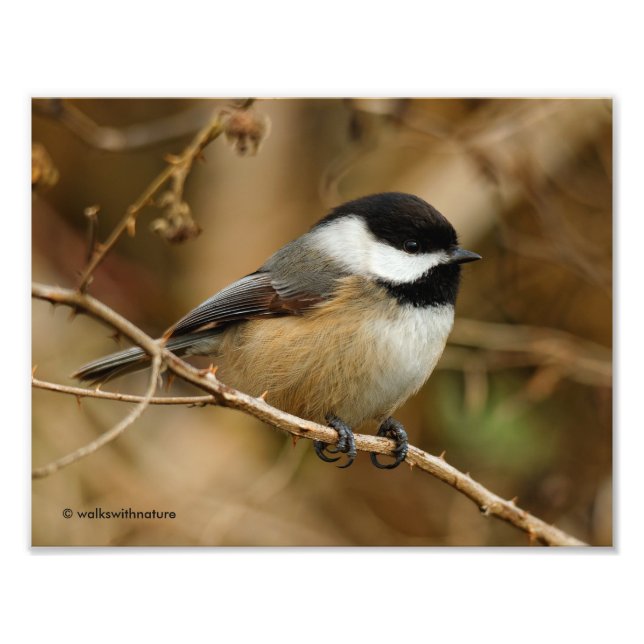 Profile of a Black-Capped Chickadee Photo Print (Front)