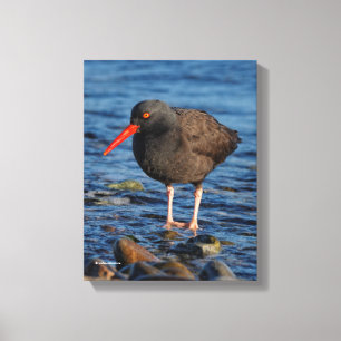 Profile of a Black Oystercatcher Canvas Print