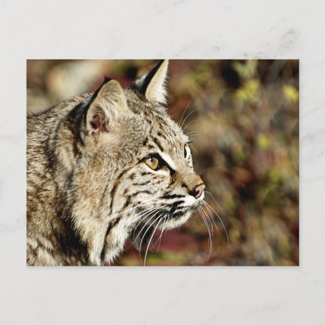 Profile of a Bobcat Postcard (Front)