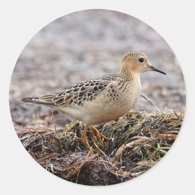 Profile of a Buff-Breasted Sandpiper at the Beach Classic Round Sticker (Front)