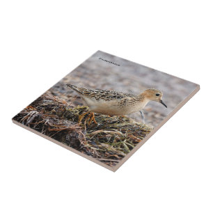 Profile of a Buff-Breasted Sandpiper at the Beach Tile