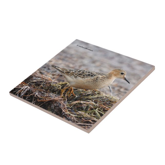 Profile of a Buff-Breasted Sandpiper at the Beach Tile (Side)