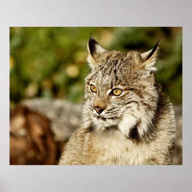 Profile of a Canadian Lynx Poster (Front)