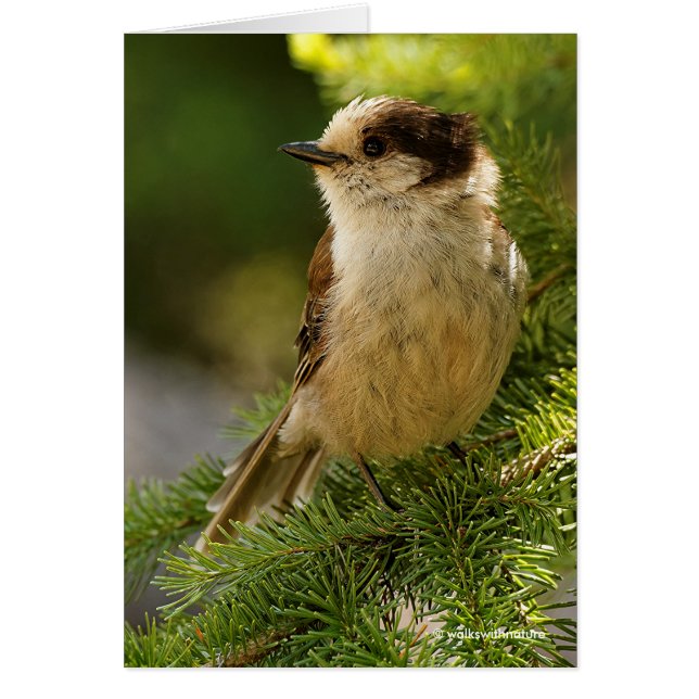 Profile of a Cute Grey Jay / Whiskeyjack (Front)