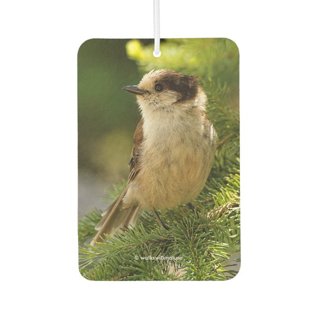 Profile of a Cute Grey Jay / Whiskeyjack Air Freshener (Front)
