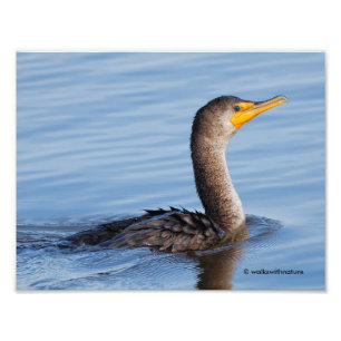Profile of a Double-Crested Cormorant Photo Print