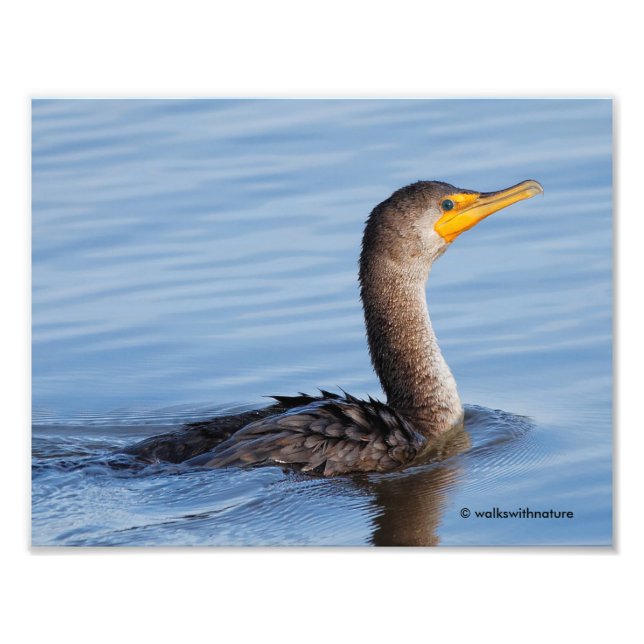 Profile of a Double-Crested Cormorant Photo Print (Front)