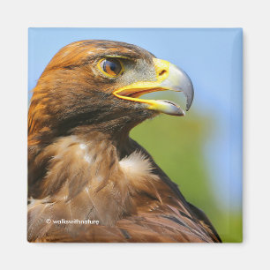 Profile of a Golden Eagle in the Summer Sun Magnet