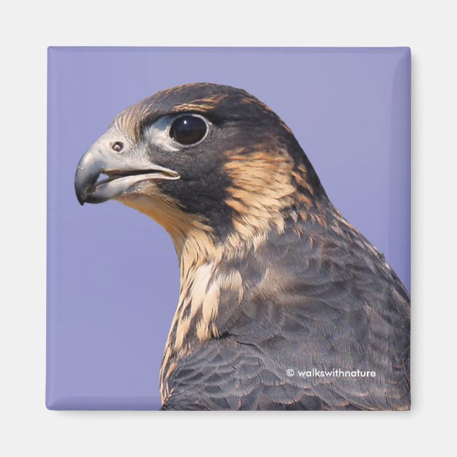 Profile of a Juvenile Peregrine Falcon Magnet (Front)