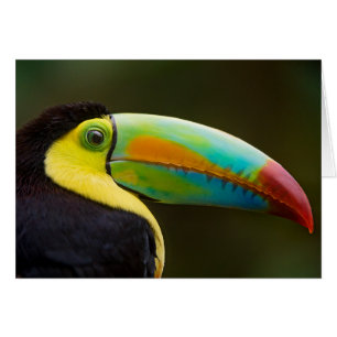 Profile of a Keel-billed Toucan